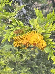 Grevillea robusta, recorded flowering