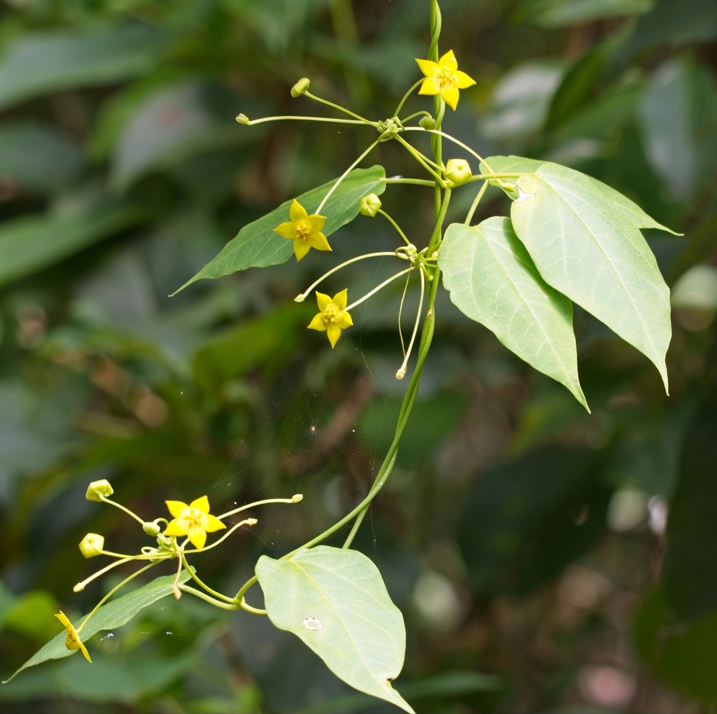 Heterostemma magnificum
