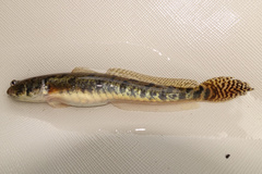 Elongate Mudskipper photo 2