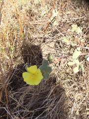 Gossypium tomentosum