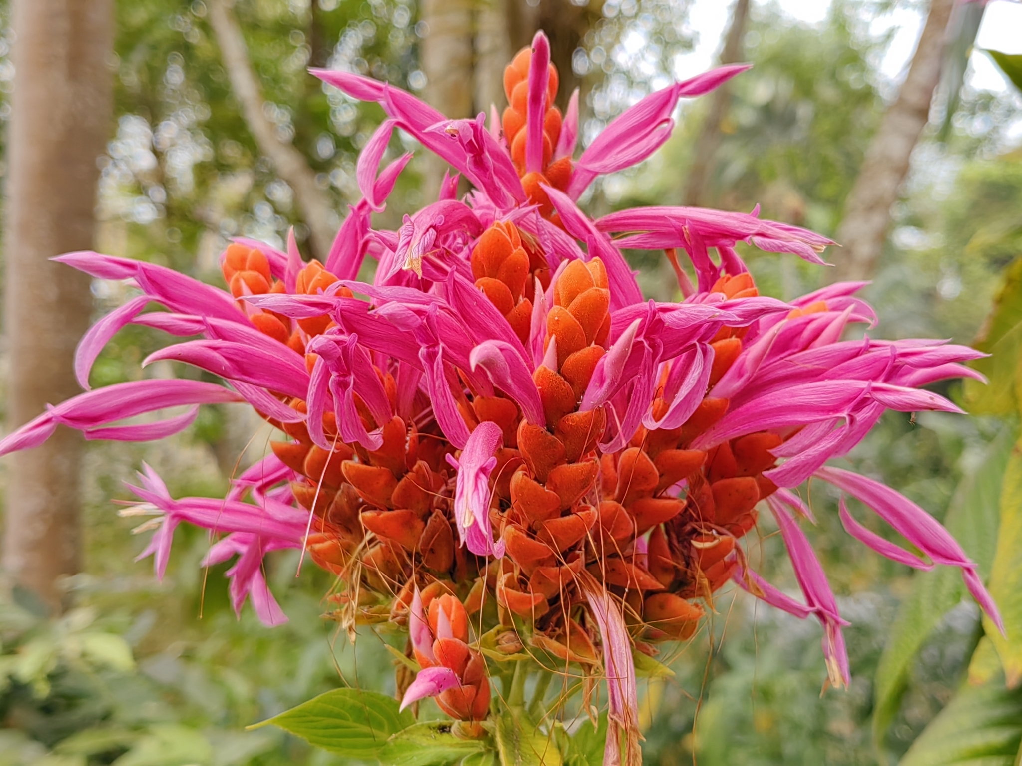Imagem de Camarão-vermelho