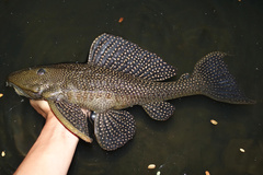 Gold Spot Pleco photo 1