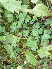 Trifolium