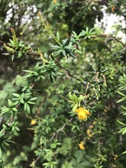Berberis × stenophylla