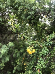 Berberis × stenophylla
