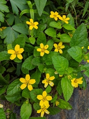 Chrysogonum