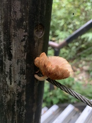 Gymnopilus aeruginosus