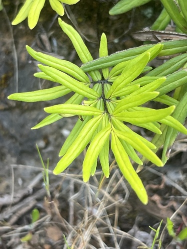 Doryopteris decora observed 2024-03-19