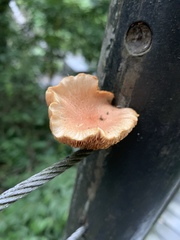 Gymnopilus aeruginosus