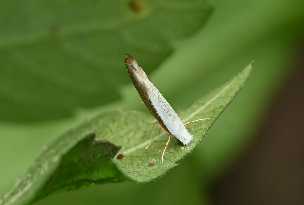 Lycophantis elongata