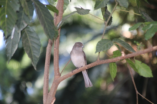 Abyssinian Slaty Flycatcher (Melaenornis chocolatinus), photo 5