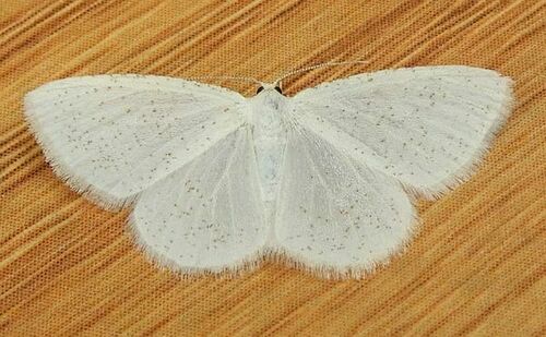 Virgin Moth photo 3