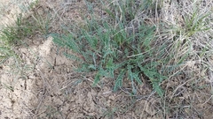 Astragalus bisulcatus