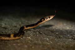 Pryer's Keelback photo 2