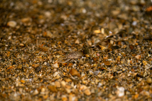 Lamnostoma polyophthalmum observed 2023-06-25