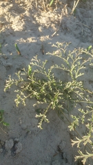 Pelargonium multiradiatum