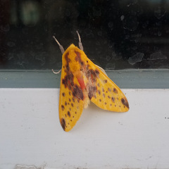 Symphlebia distincta