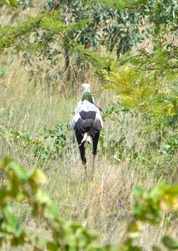 Secretarybird