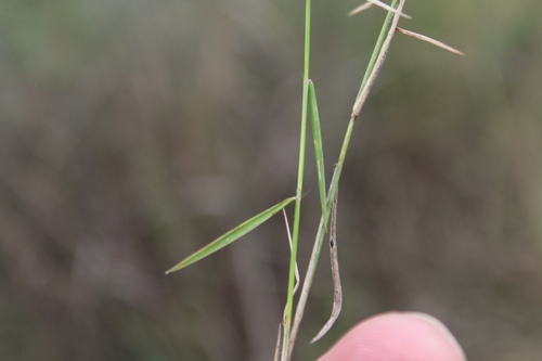 Trichopteryx dregeana