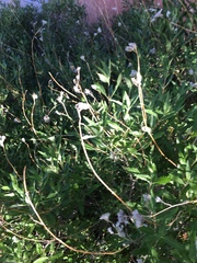 Caryopteris × clandonensis