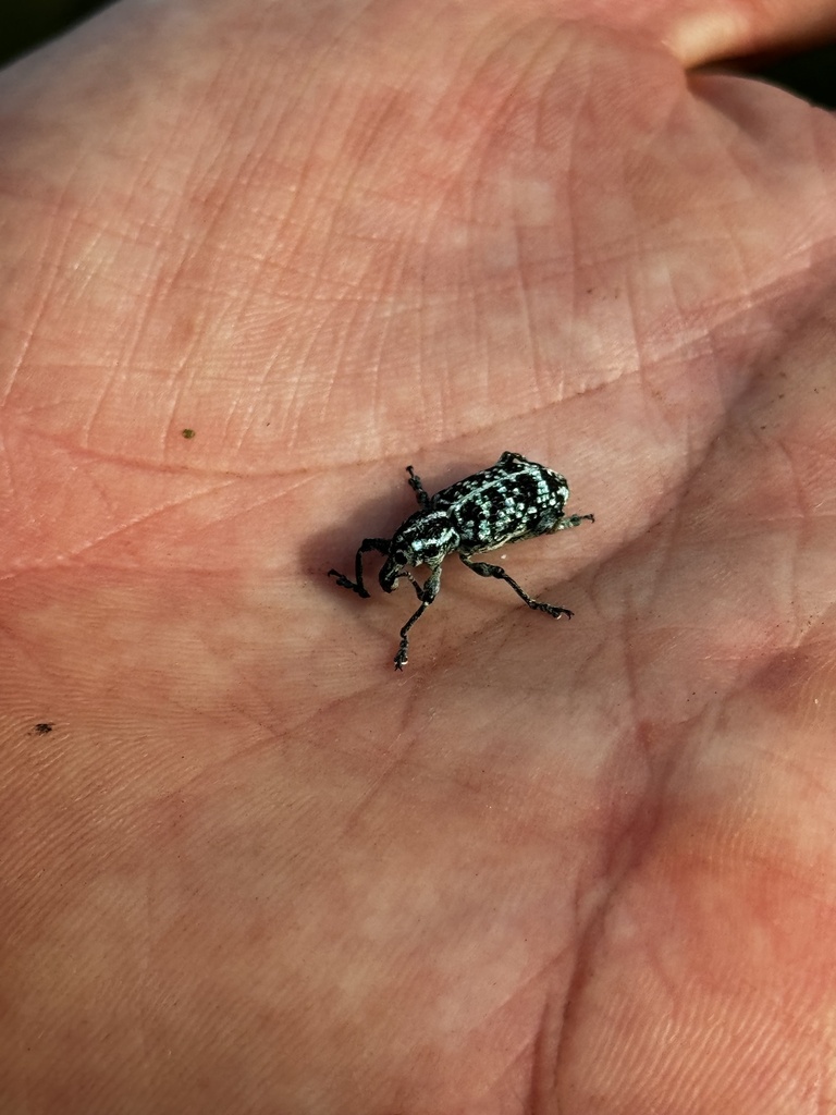 Botany Bay Diamond Weevil from Blackdown Tableland National Park ...