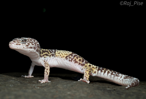 Western Indian Leopard Gecko