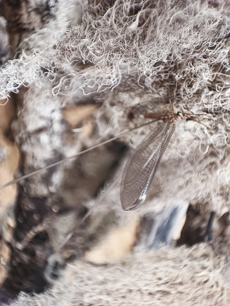 Stenorrhachus walkeri