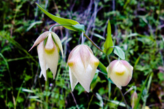 Calochortus albus