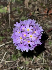 Primula denticulata