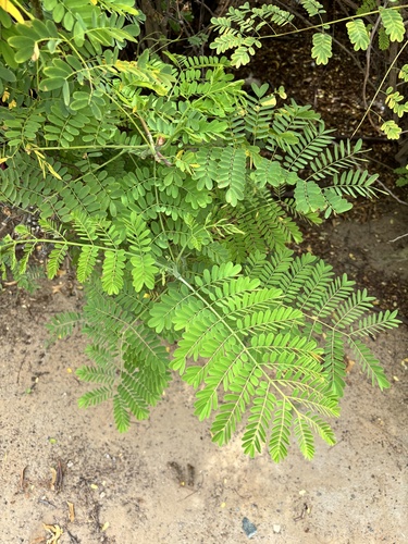 Foto de Árvore-da-borracha