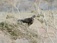 Socotra Buzzard photo 2