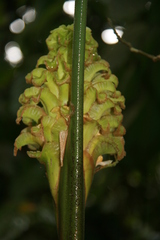 Calathea guzmanioides image