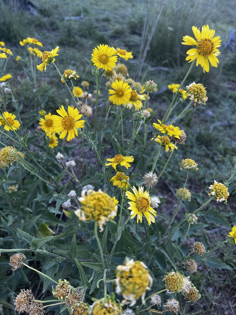 sunflowers, daisies, asters, and allies from Scone, NSW, AU on January
