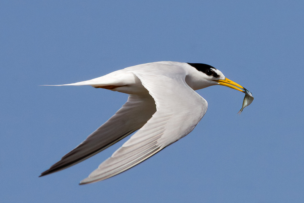 Little Tern photo