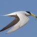 Little Tern - Photo (c) PotMart186, some rights reserved (CC BY-SA)