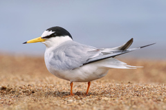 Little Tern photo 3