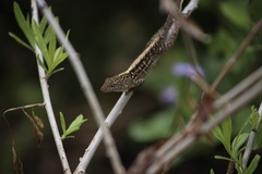 Anolis sagrei