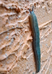 Meghimatium pictum