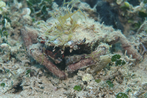 Small spider crab