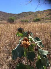Gossypium tomentosum