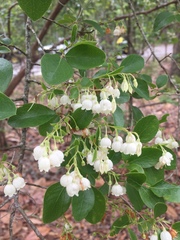 Vaccinium arboreum image