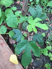 Cecropia adenopus