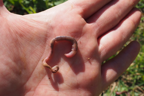 Prosellodrilus praticola