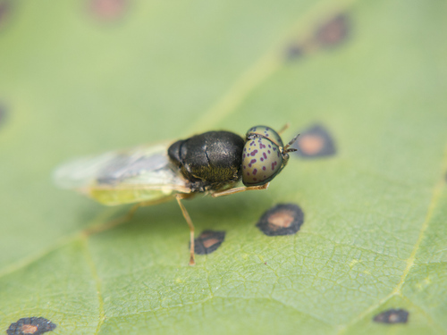 Common Green Colonel, photo 4 of 8