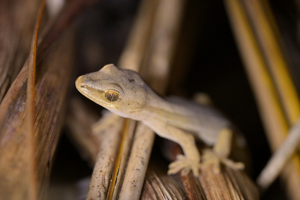 Gold-Striped Gecko