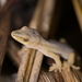 Goldstripe Gecko - Photo (c) Christopher Stephens, some rights reserved (CC BY-SA), uploaded by Christopher Stephens