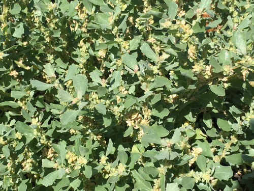 Atriplex muelleri