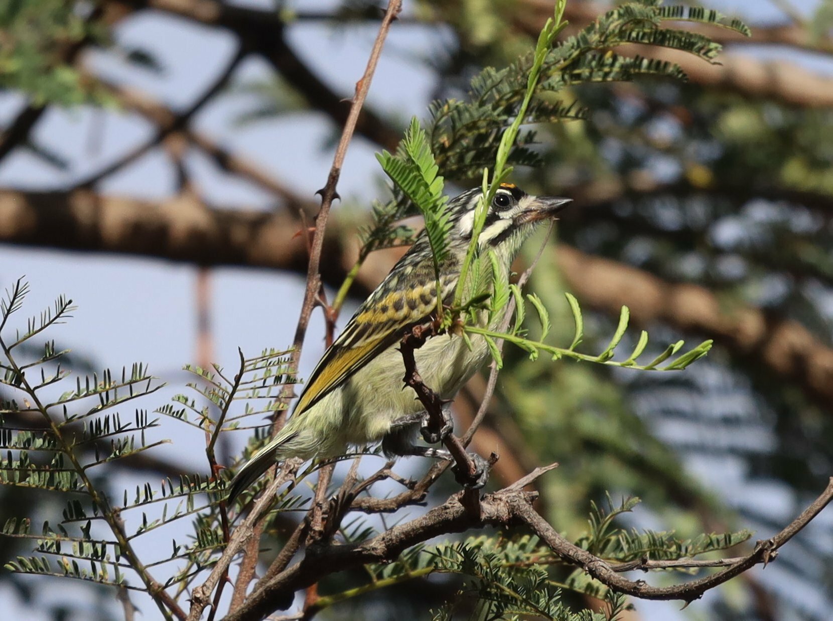 Yellow-fronted Tinkerbird illustration