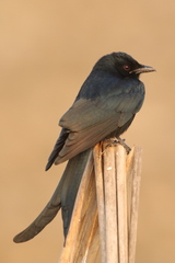 Black Drongo photo 3