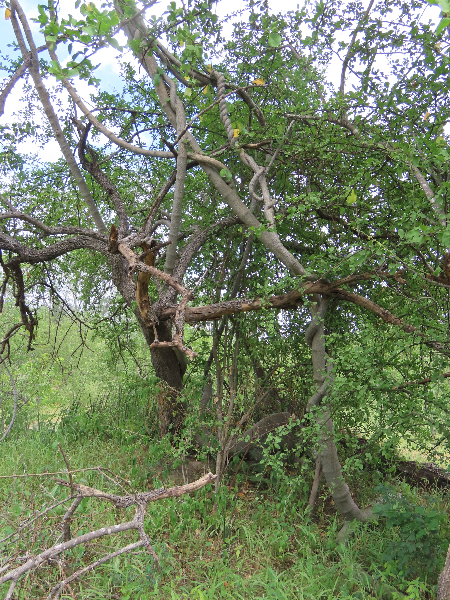 Python Vine (Fockea multiflora)